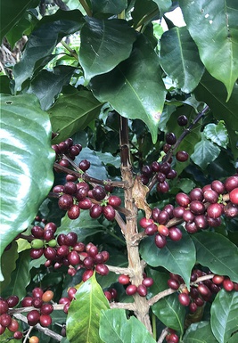 VARIEDAD DE CAFÉ CUSCATLECO