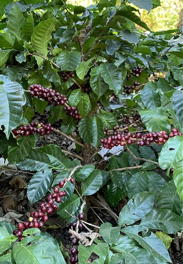 VARIEDAD DE CAFÉ SAN PACHO